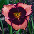Spacecoast Dark Destiny Daylily